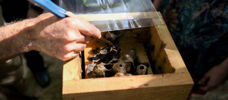 55BET 55BET app revitaliza meliponário do PZ